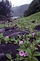 WT T06-20 Hawaii